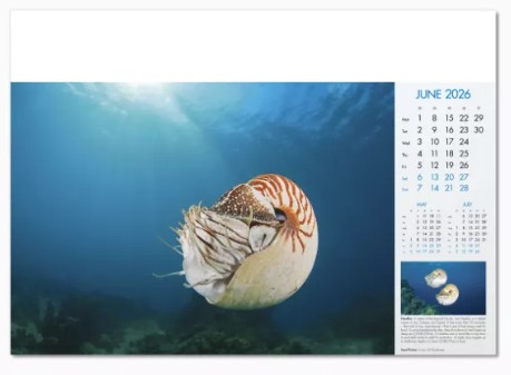 Blue Planet Branded Wall Calendar June